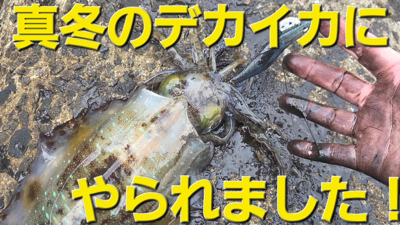 【エギング】もうボウズで帰らない。冬の低活性なイカでも釣れるマヅメ攻略法　今日のヒットエギ：@ヤマシタ(YAMASHITA) さんのエギ王K