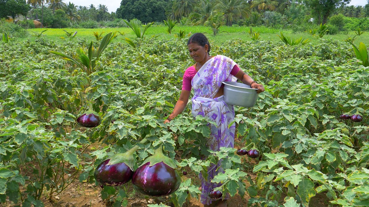 FRESH !! Brinjal Chutney Recipe | Eggplant Recipes | Village Style Cooking | Side Dish Recipes