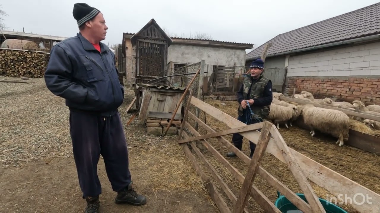 OILE   BĂLE SI MIEI PE SAIVAN  A LUI FLORIN CARNU DIN LECHINTA-BISTRIȚA .DA DE MÂNCARE -ATE AJUTOR