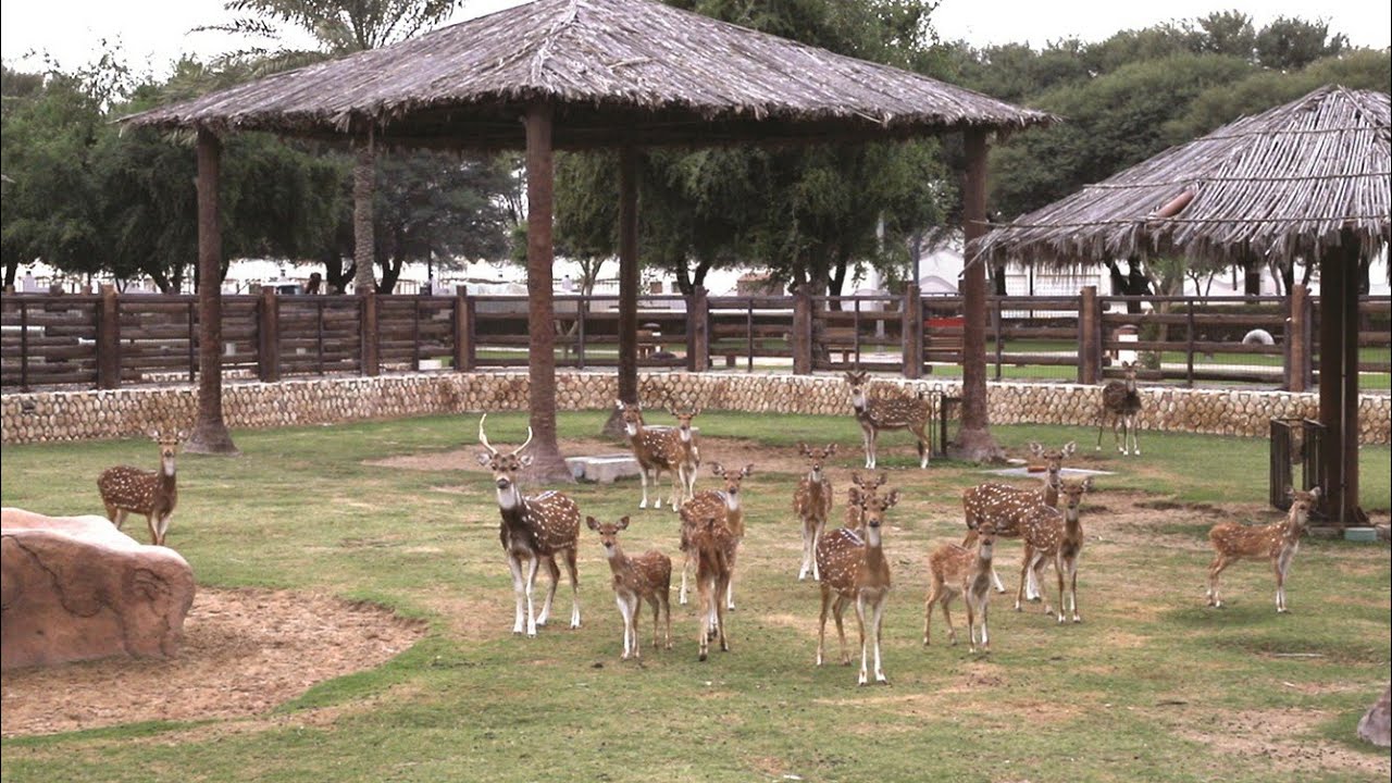 فلوق حديقة الحيوان للأطفال في قطر شفنا الأسود والنمر الأبيض ... 🐅🦁 | منتزه الخور متعة لصغار والكبار