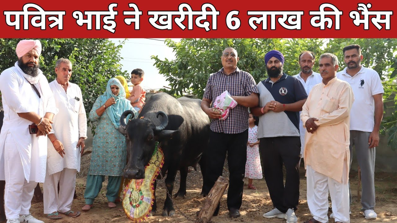पवित्र भाई ने खरीदी 6 लाख की भैंस, देखते ही रह जाओगे || Saraswati Dairy Farm