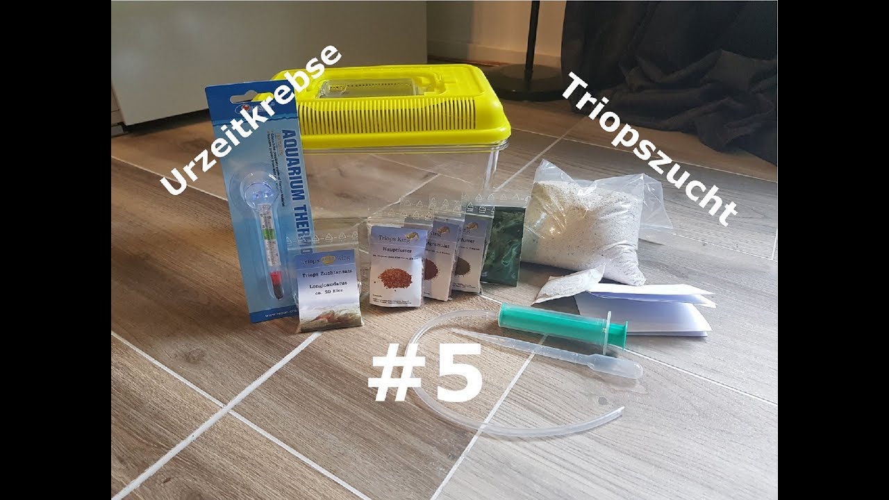 Urzeitkrebse #5 Triops schl&uuml;pfen ohne Eier zu trocknen
