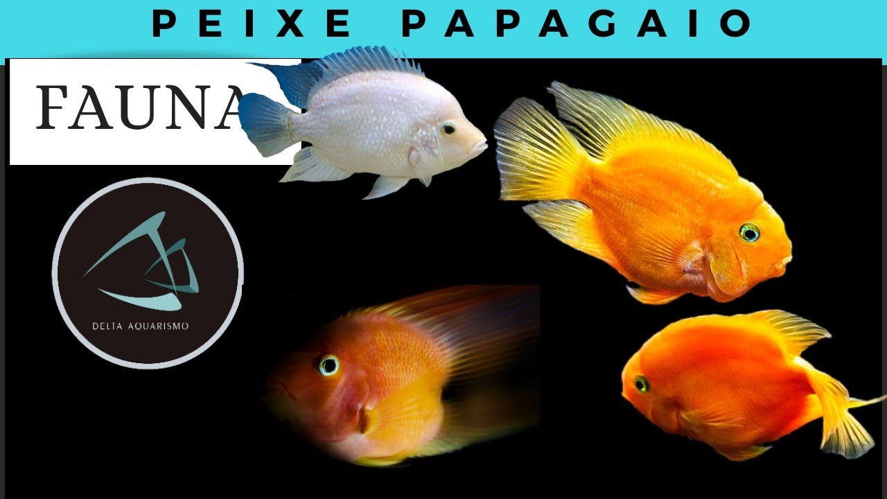 Ep. #51 FAUNA - Peixe Papagaio