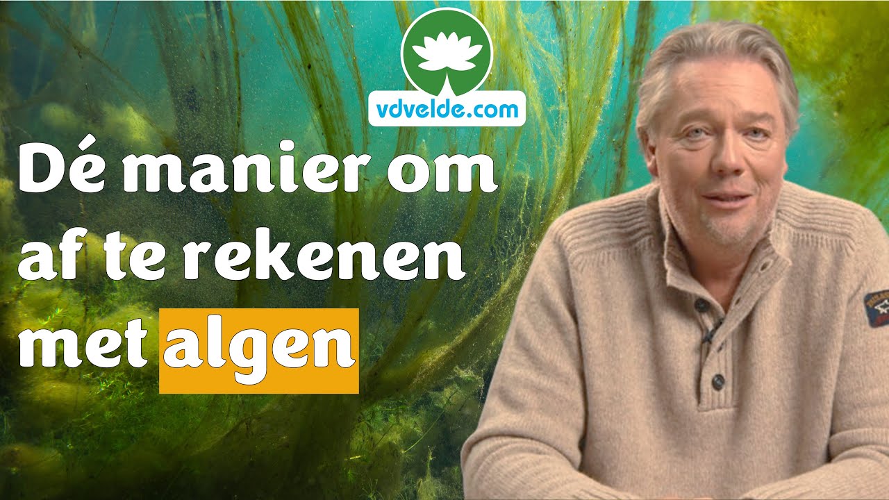 Zweefalgen & draadalgen bestrijden en voorkomen: Planten tegen algen
