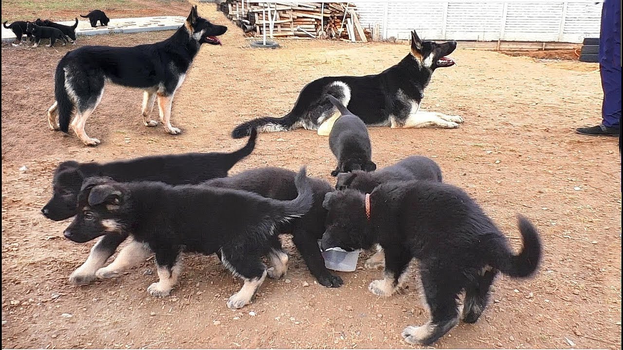 Funny East European Shepherd puppies and their huge parents.  Odessa.