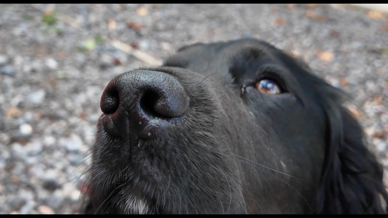 Meet Wessex Water's detection dog duo