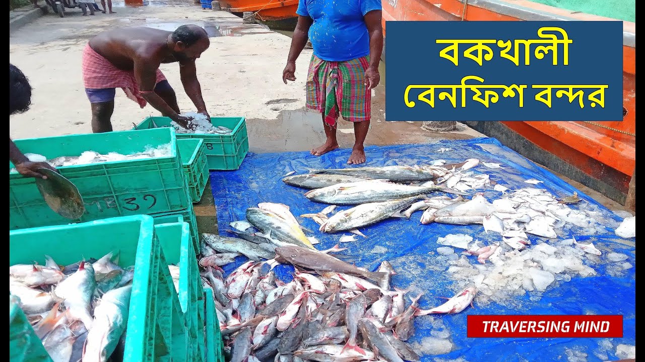 Bakkhali Benfish Harbour | Bakkhali Tourist Places | Bakkhali Tour | Benfish Harbour Bakkhali