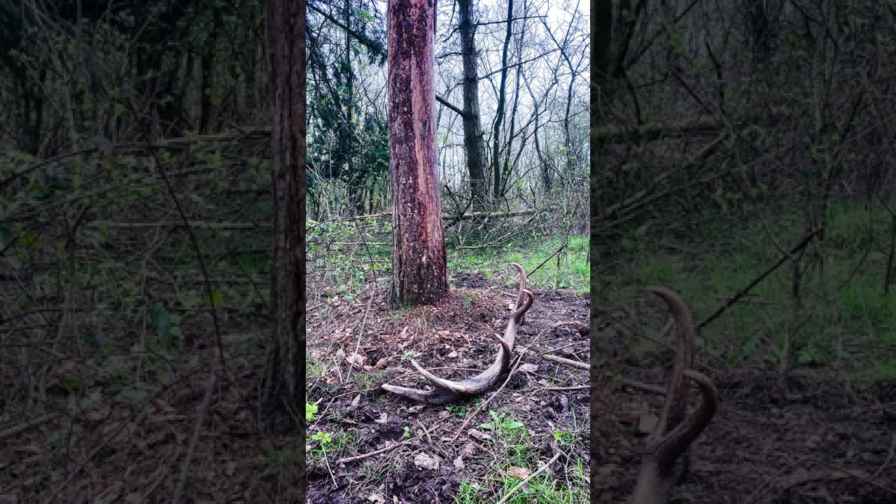 Wild Red Deer Stag cast antler find