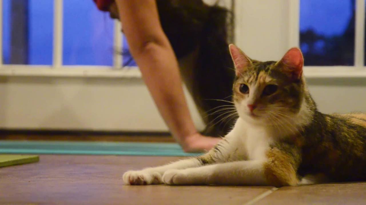 Yoga with cats