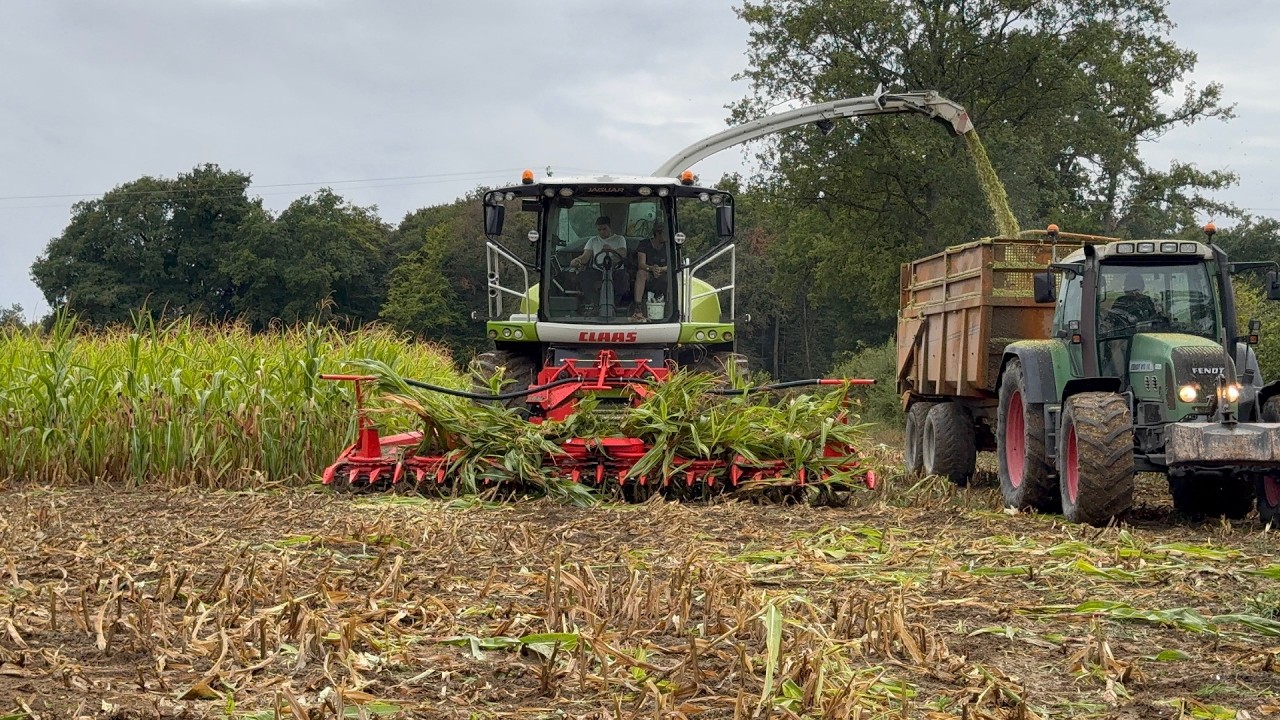 Ensilage de maïs nain dans le vent la pluie et la gadoue (Rendement pas si mal 👌)