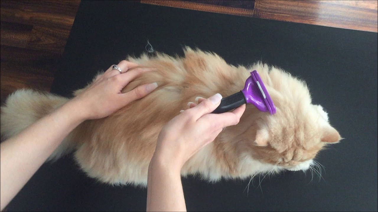 FURminator For Cats Review
