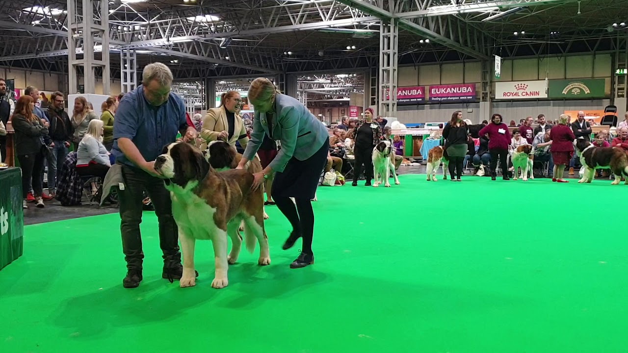 Crufts 2020 St Bernard Part 2