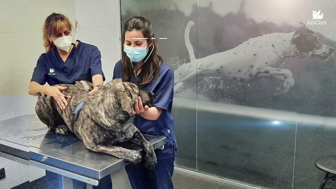 AniCura Uribe Kosta Clínica Veterinaria