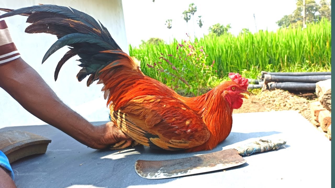 Country Chicken Gravy(Naattu Kozhi🐓 Varuval) Cutting & Cooking in My Village / CT 360*🔪
