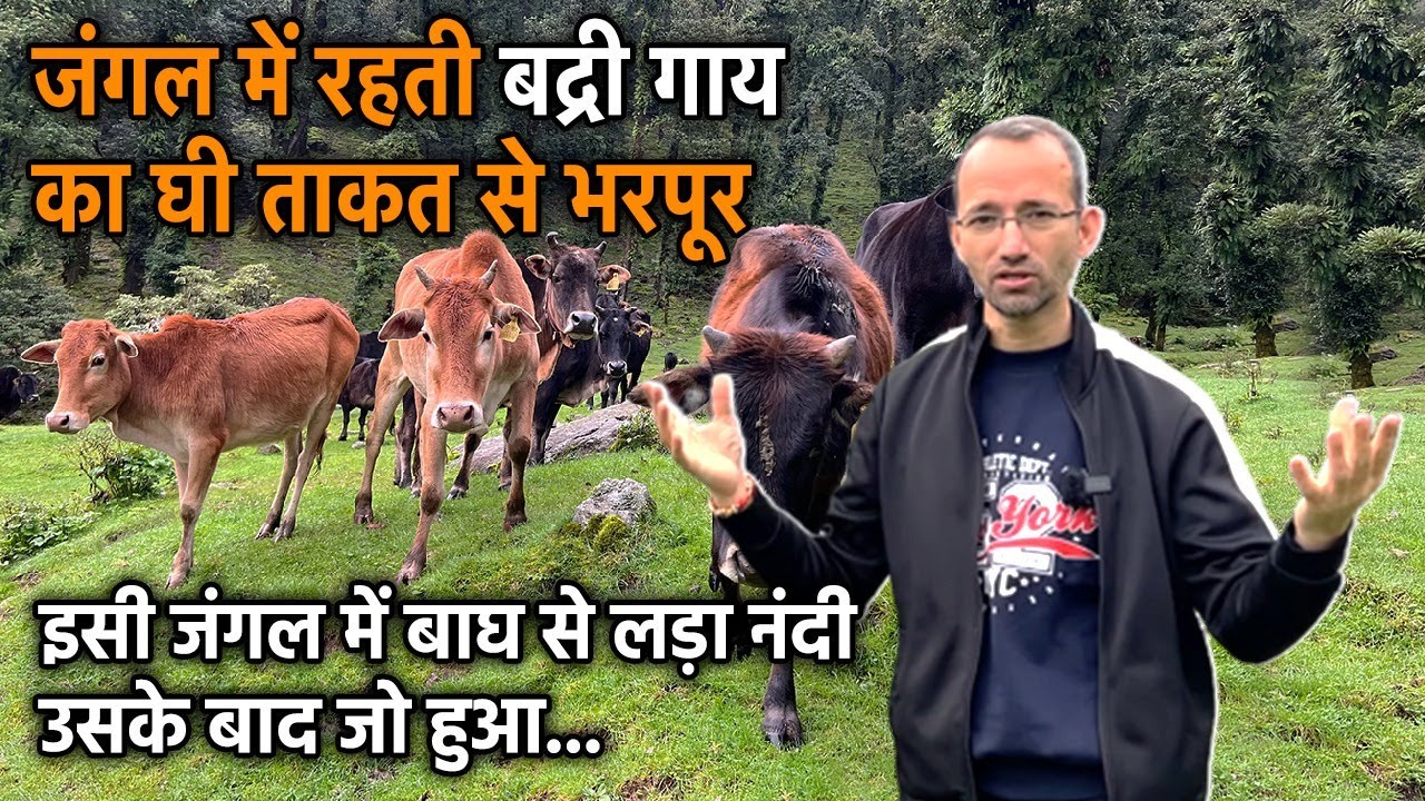 👍Badri गाय का कम दूध देना ही है वरदान, Gir गाय पहाड़ पर कैसे चढ़ती? Uttarakhand । Bageshwar ।