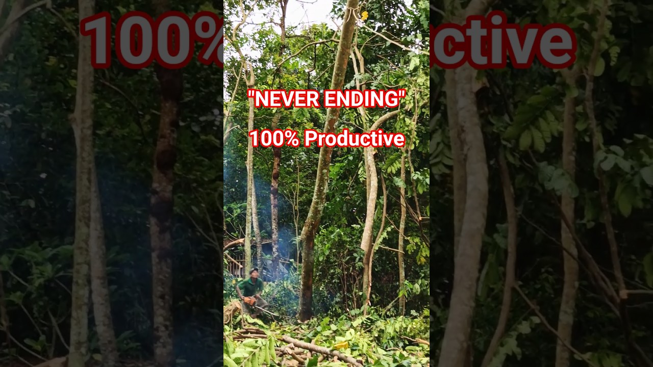 The Endless Cycle! Felling the Next Giant as the Hauling Team Moves Mountains of Wood. 