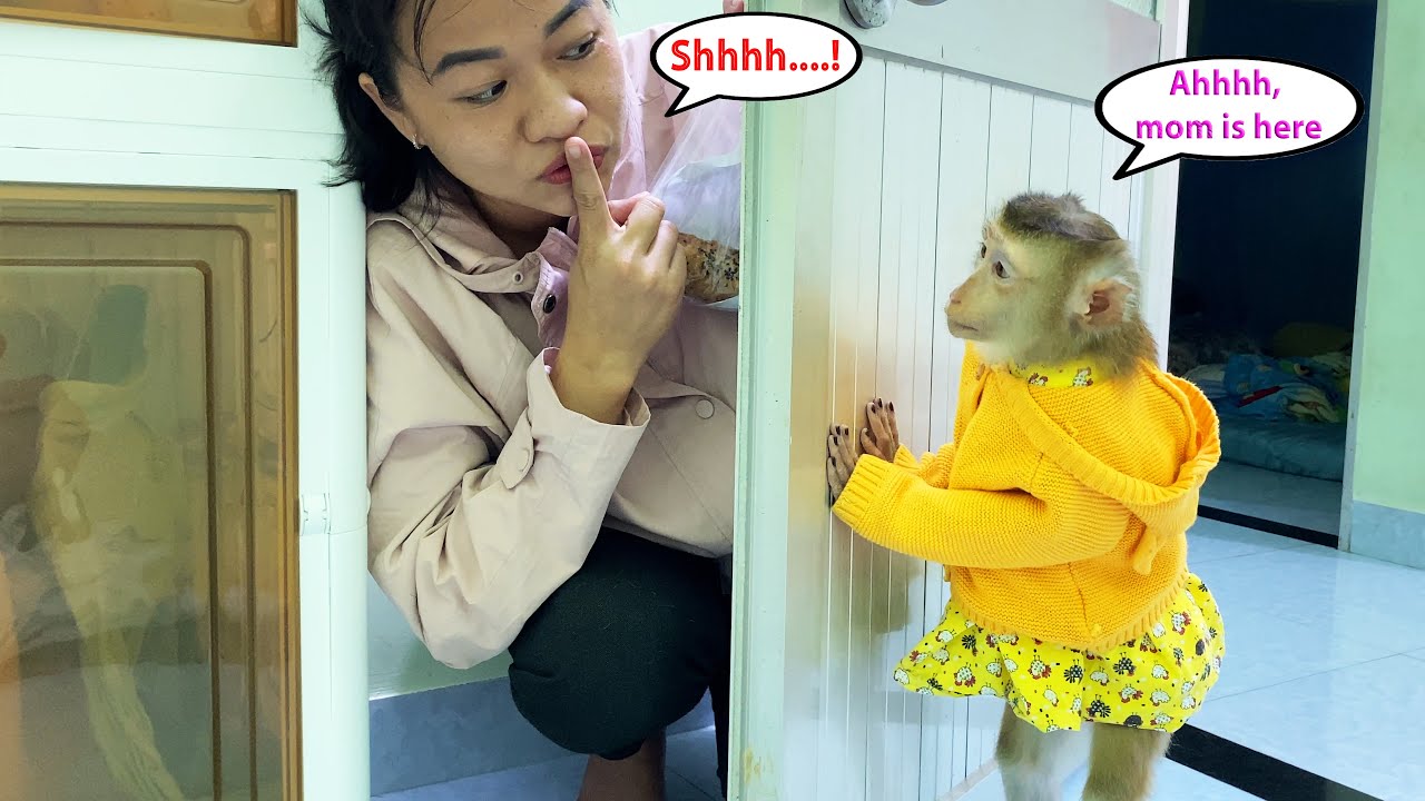 Monkey Lyly rushed to look for her mother everywhere and her reaction when she found her mother