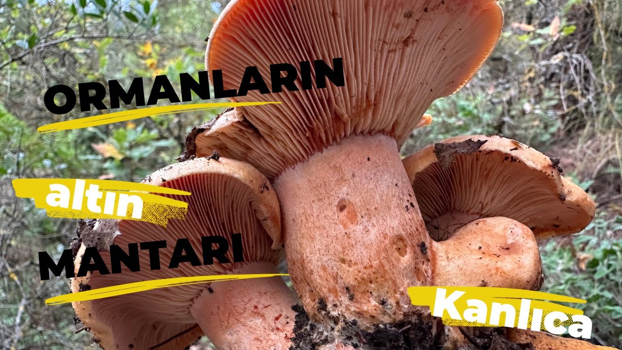 Kanlıca Mantarında sepetler doldu  #doğa #mushroom #trend #keşfet #trending #kanlıca #orman #köy