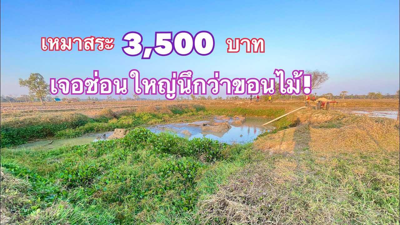 เหมาสระ 3,500 บาท  เจอช่อนใหญ่นึกว่าขอนไม้