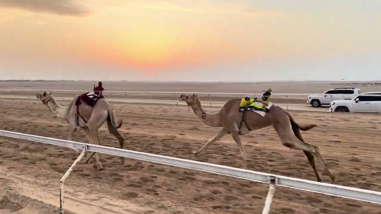 🔳الشوط 2 .. ( ثنايا ابكار مهجنات ) 🥇‏ (شوق) لـ سلطان سهيل محمد درويش المزروعي  9:16:90  