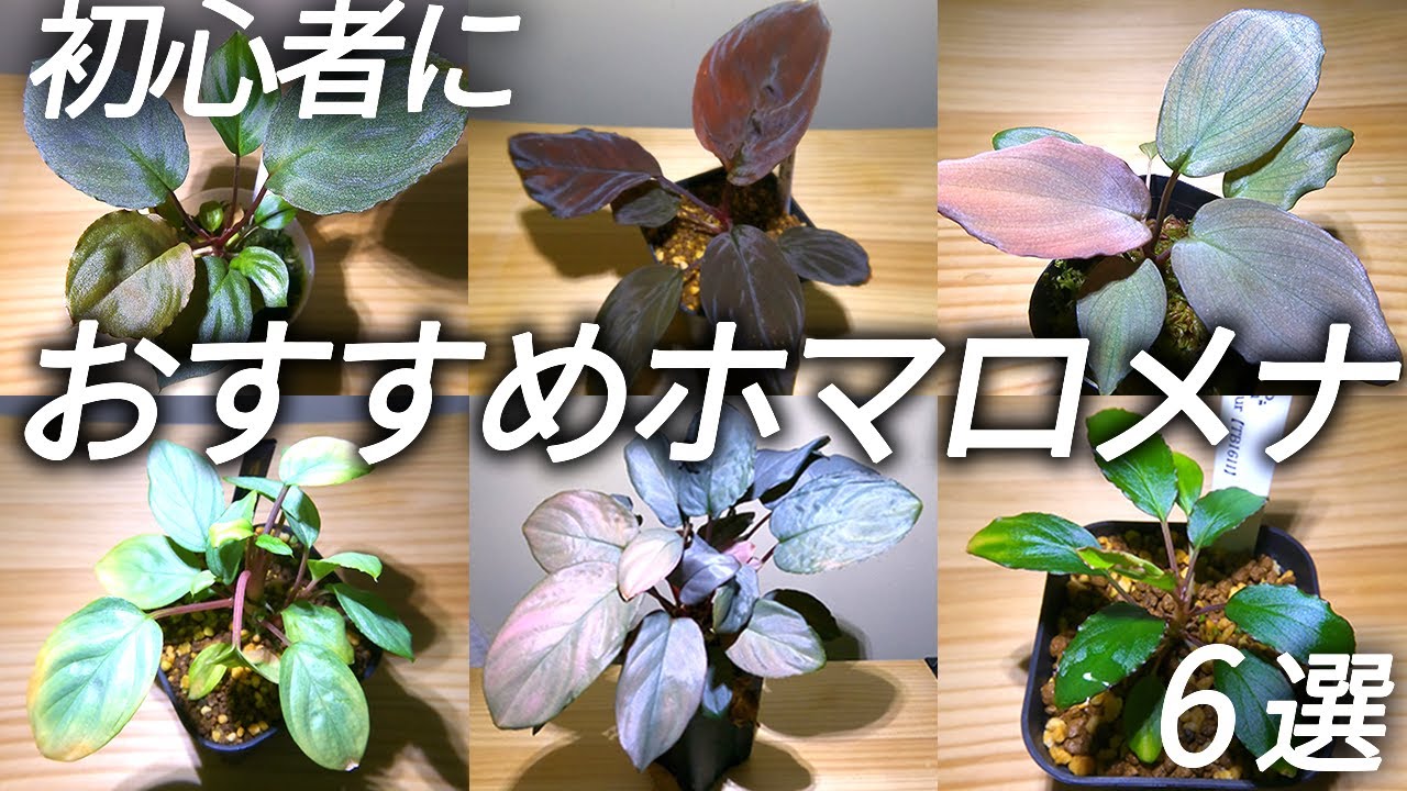 初心者におすすめのホマロメナを紹介します【熱帯雨林植物】