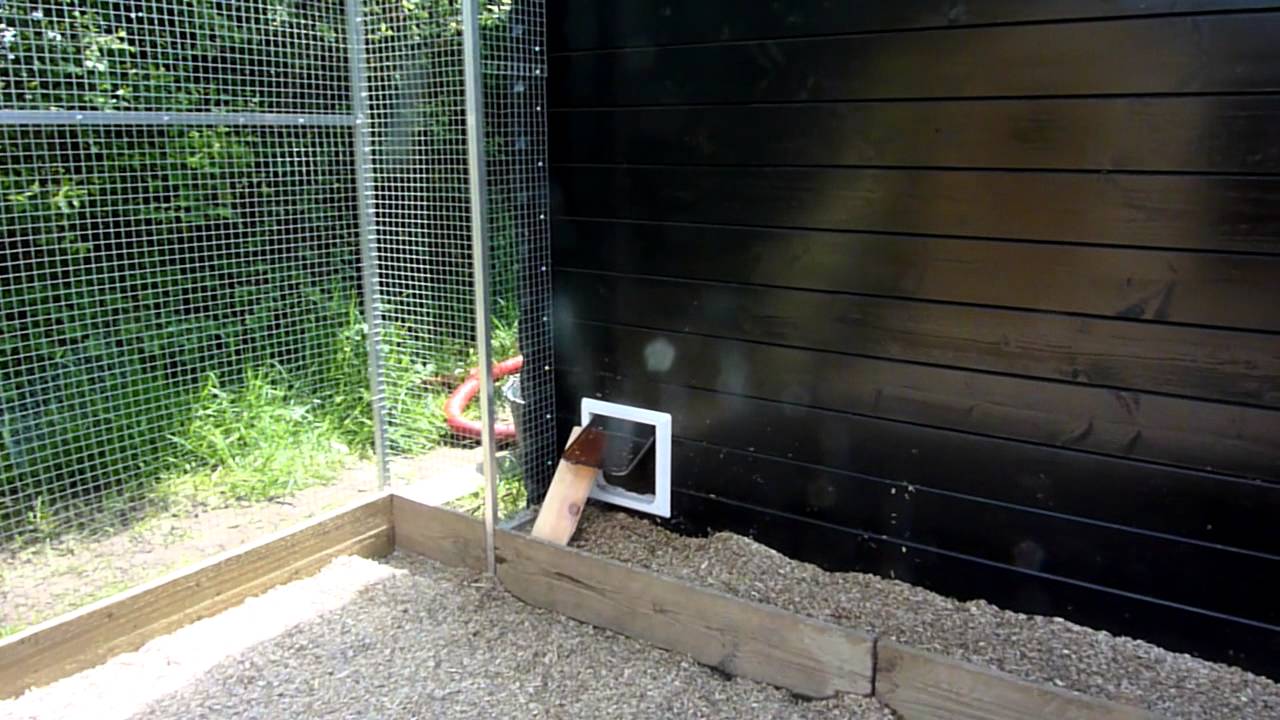 elevage furet angora, semi angora et angora pur