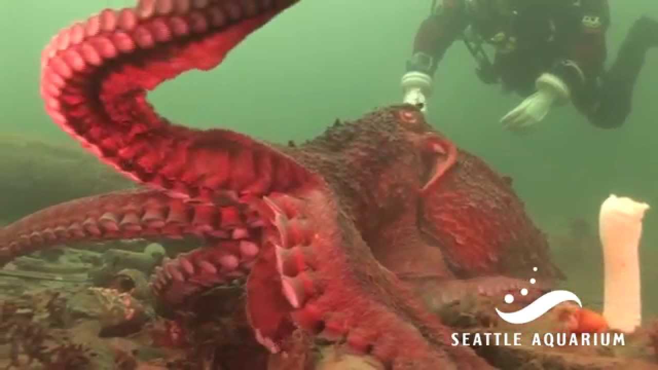 Octopus Week release - Franklin finds a new home