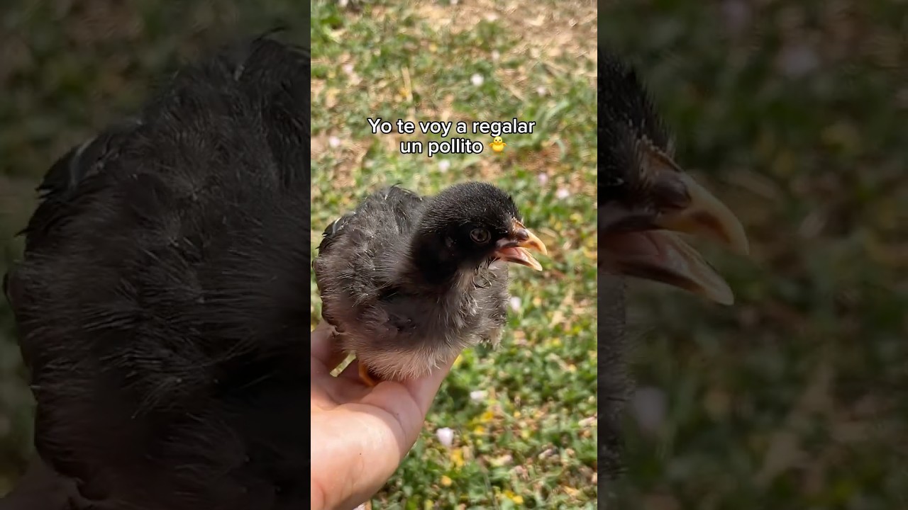 Lo que est&aacute;s viendo no tiene precio 🐣✨