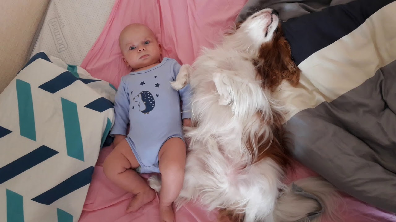 Cavalier King Charles Spaniel & Baby