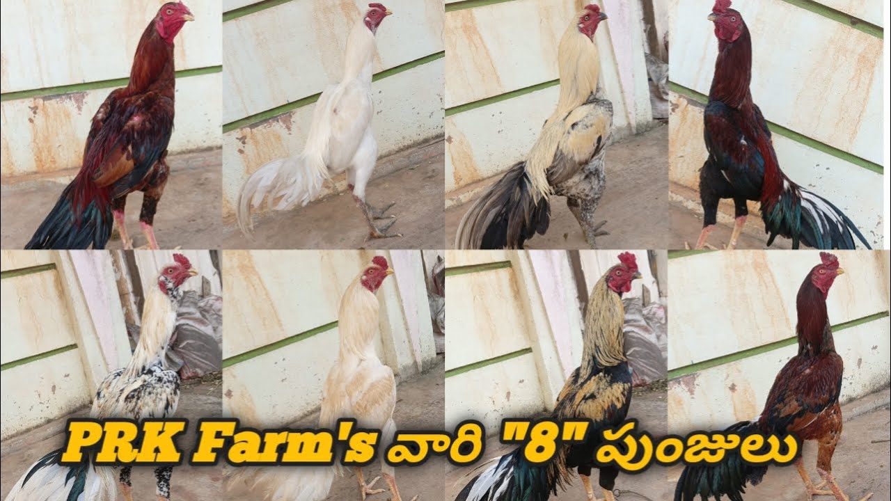 PRK Farm's వారి 