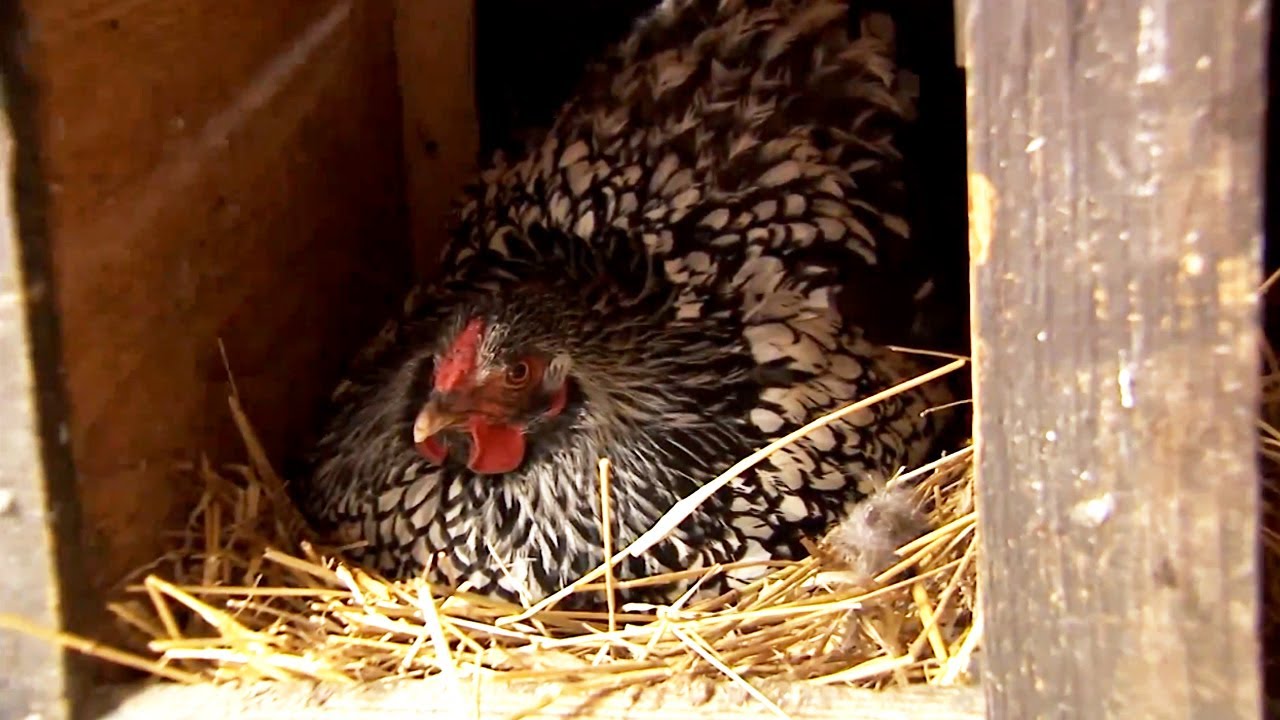 All About Chicken Houses | P. Allen Smith Classics