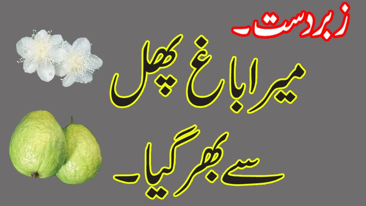 How to get maximum Guava fruit in winter II Kalera Fruit Farms