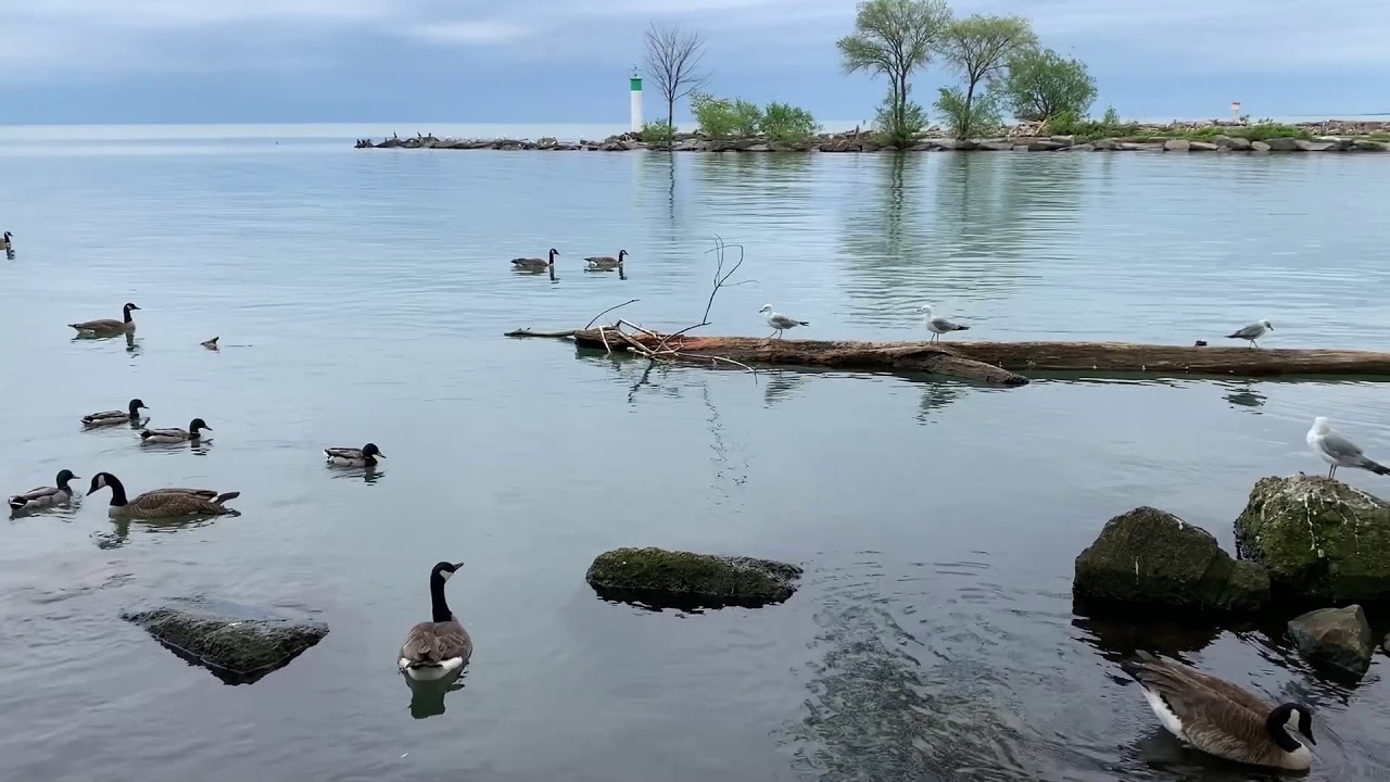 40 Mile Creek - Before & After flood stage 2019