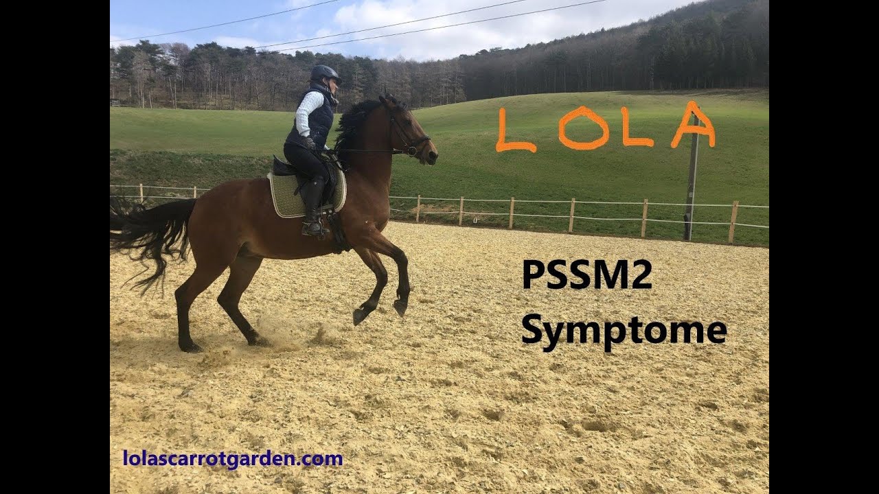 Lolas PSSM2/MIM Symptome