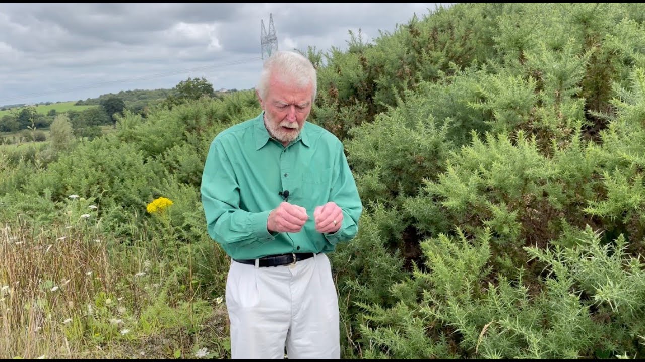 Furze Act II - with John Feehan in September, Wildflowers of Offaly series
