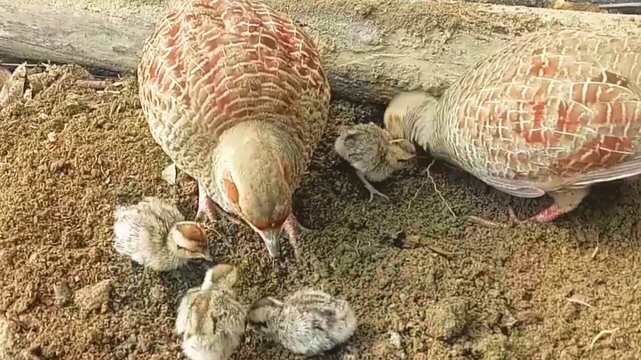baby chicks feeding | male and female Teetar feeding there  chicks