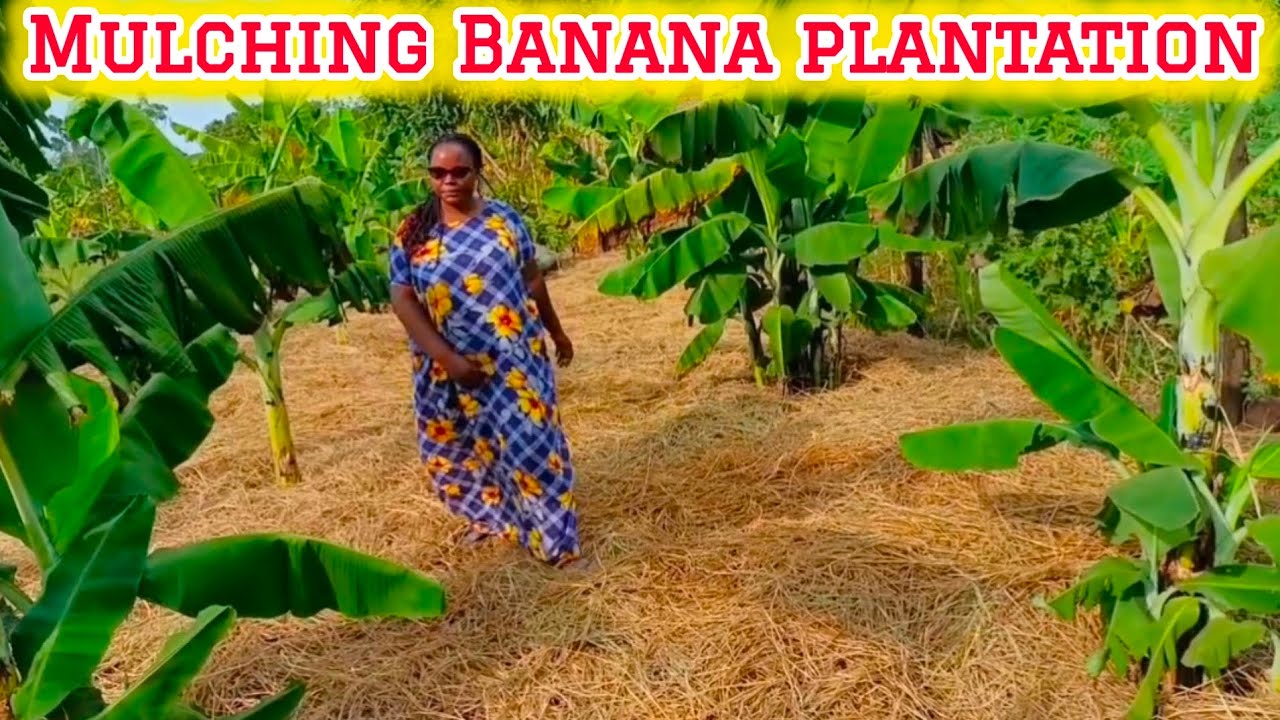 How To Mulch A BANANA PLANTATION in Uganda🇺🇬?