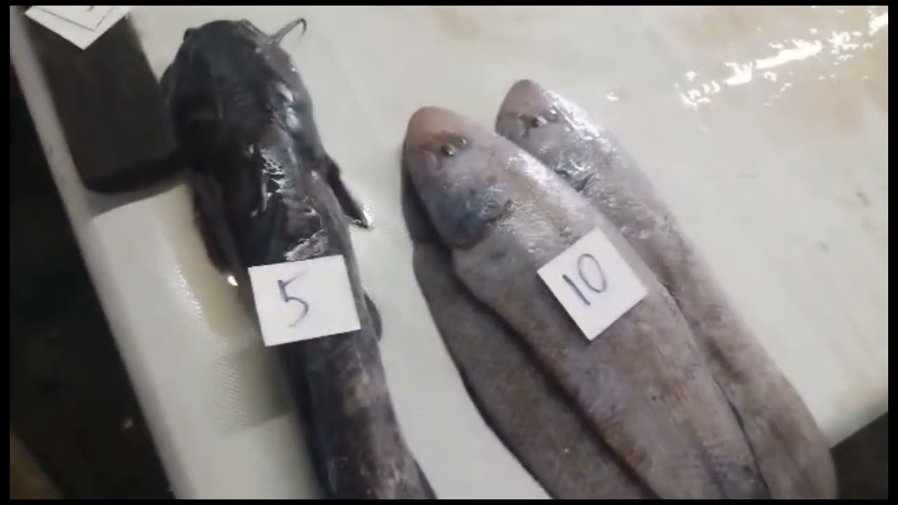 JALAN2 PERGI KE TAMU BINTULU DAN BELI IKAN DI PASAR NELAYAN
