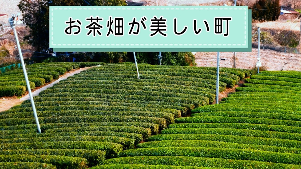 【京都】安積親王（あさかしんのう)のお墓がある周辺の景色散歩とお茶畑