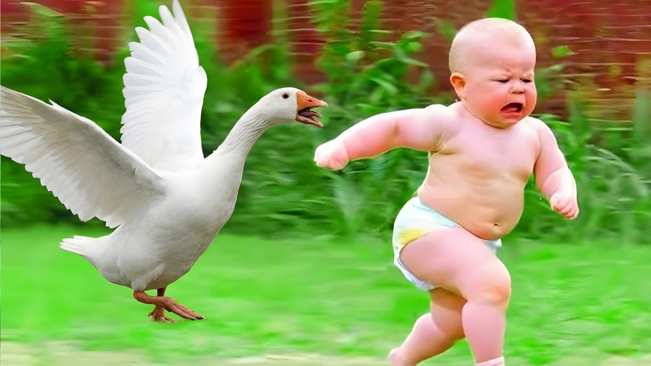 Babies Meeting Goose for the First Time - These Baby Reactions Are Too Funny