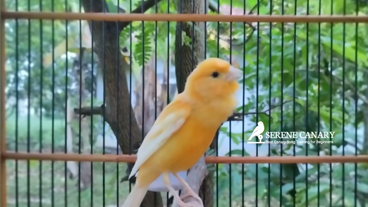 Чистое пение: Без музыки, без шума, высокое качество аудио 💎🎧