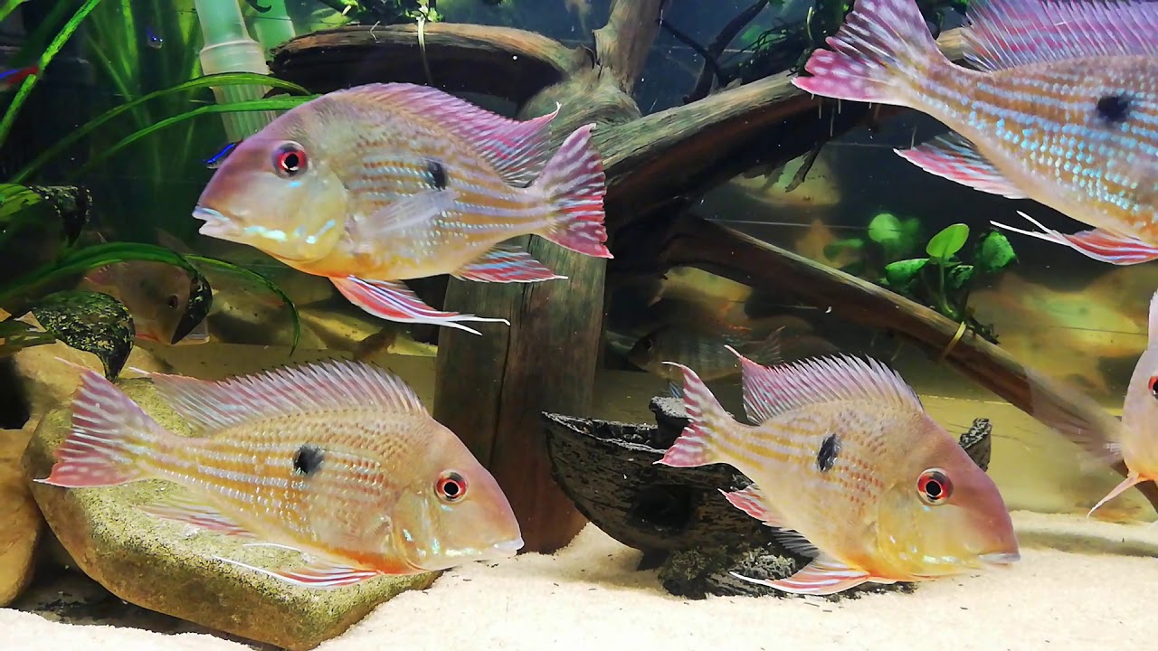 Aquarium Romania 2019 „Geophagus Abalios and Geophagus Red Head Tapajos”