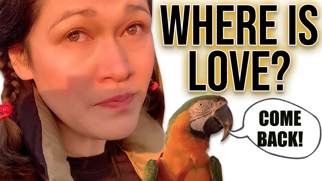 LOVE DIDN'T COME BACK AFTER FREE FLYING! *emotional* Part 1