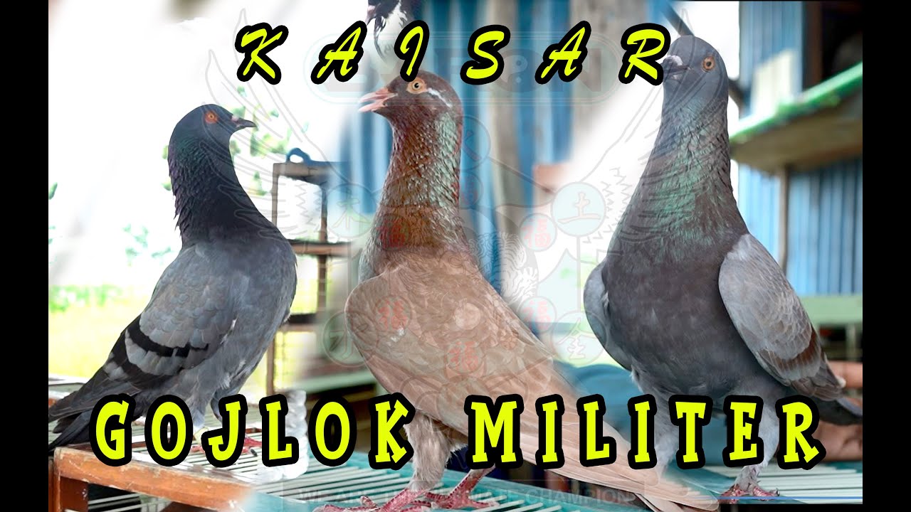 PART 2: LATIHAN MILITER ALA BARON MENJELANG PERSIAPAN LOMBA DARI SANG KAISAR