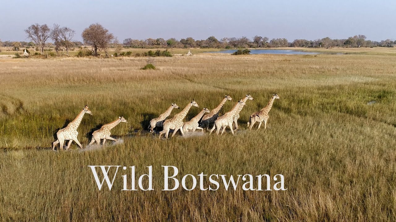 Amazing Wildlife of Botswana Ultra High Definition Nature Documentary Film.