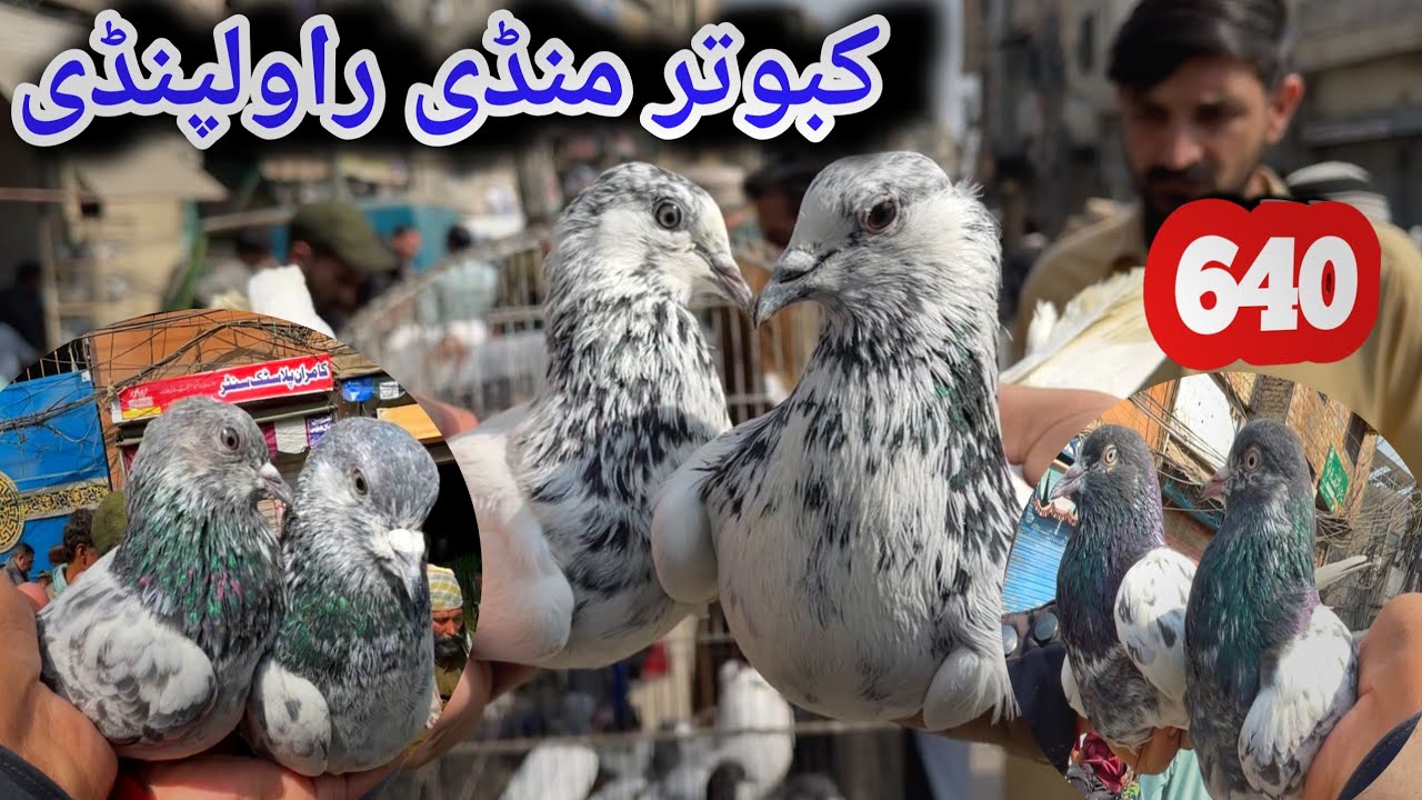 640 | Kabootar Mandi Rawalpindi | Today 28/2/2026 | Latest Update High Flyer Pigeon Market Price
