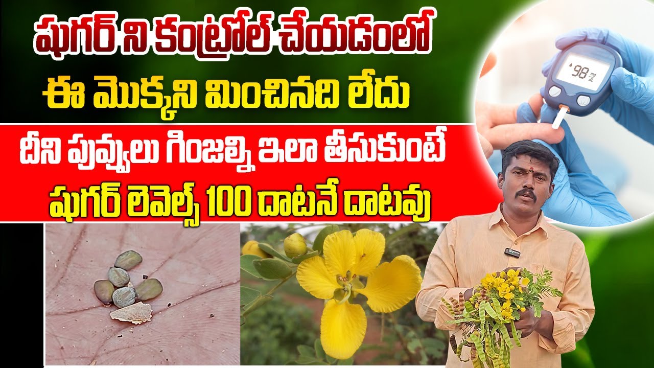 షుగర్ ని కంట్రోల్ చేయడంలో ఈ మొక్కని మించినది లేదు | How to Control Sugar Naturally