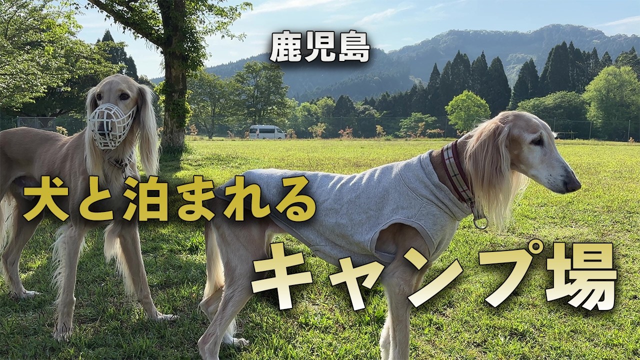 【鹿児島旅行Vlog - 大型犬も泊まれるログハウス】黒石岳キャンプ場 #鹿児島 #黒石岳森林公園キャンプ場  #和気神社 #霧島神宮　#国宝 #旅行 #japan