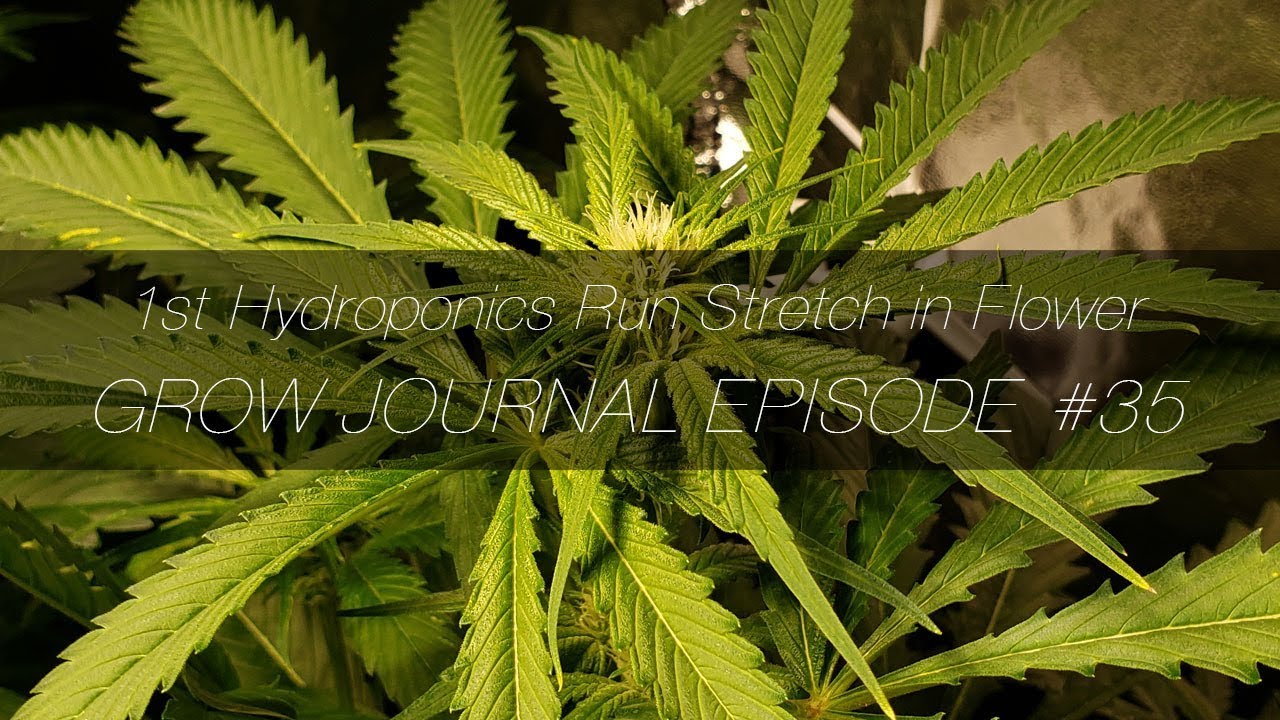 1st Hydroponics Run Stretch in Flower - Grow Journal E35
