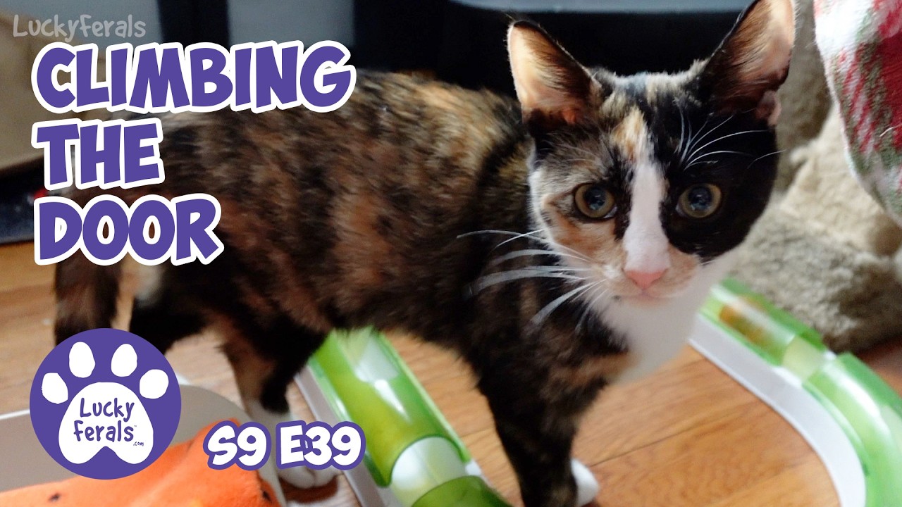 Climbing The Door, A Bed For A Feral Cat - Rescue Kitten Days 42 - 44 - Lucky Ferals Cat Vlog S9 E39